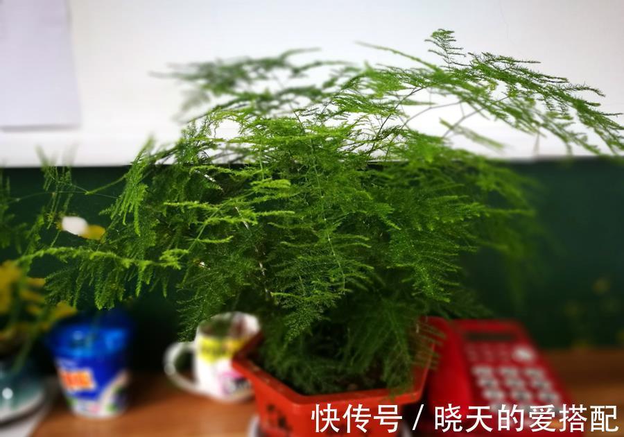 水竹|文竹和水竹的区别,养护要注意哪些地方