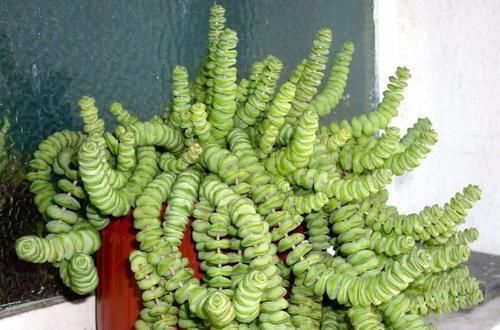 钱串景天|5种长相稀奇的多肉,养小花盆里照旧开花,可养很多年