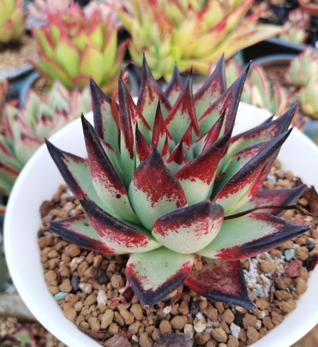 花盆|阳台养多肉，做好7点，养出的多肉就是比别人家的要美一点