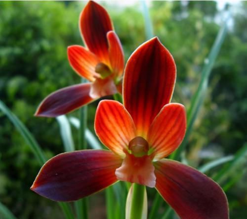  大气|此兰是“国兰第一红”，花型大气，仙气十足，花迷抢着买