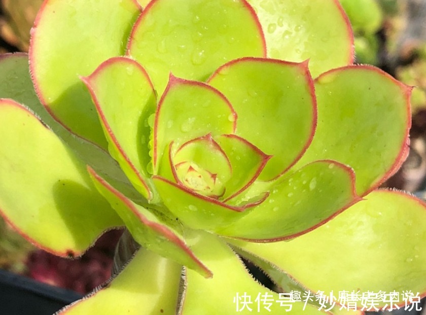 能长2米以上的多肉见过没有?那就是法师中的巨无霸——艳姿法师