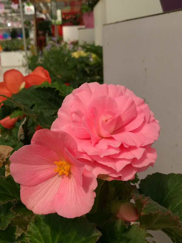 此花号称“最美草花”,不输牡丹月季茶花,花期超长,你值得拥有