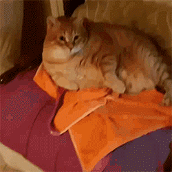 |搞笑GIF:二货,很疼吧,方向弄反了啊