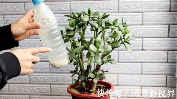 肥厚|养玉树,一月浇2次“壮骨肥”,叶片肥厚岁岁开花,变“传家宝”