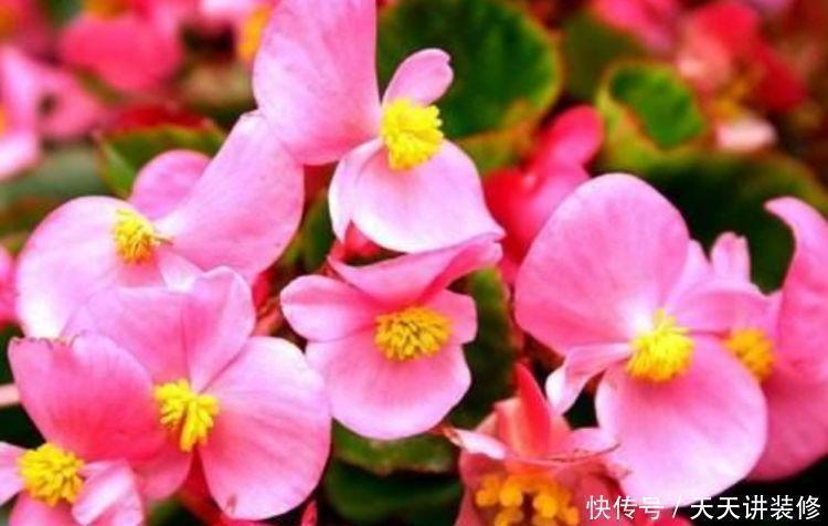 4种花,堪称“开花机器”,花期长、花量大,美不胜收,人见人爱