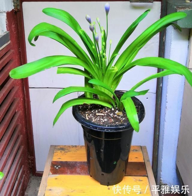花花|这花被误认为“蓝色君子兰”，开花特漂亮，一根枝能开50朵花