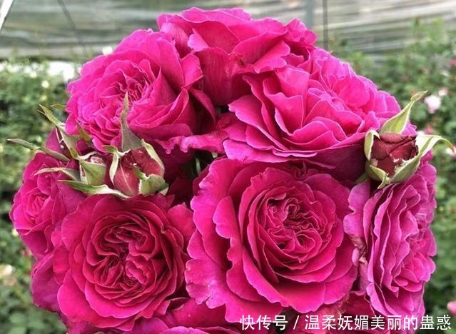 圣诞玫瑰|喜欢牡丹,不如养“精品玫瑰”女人香气,花姿性感,高贵典雅!