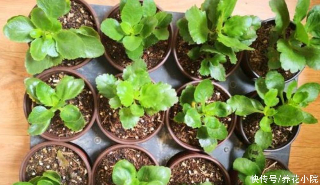 扦插|6种草本花卉,更容易扦插,掐根枝条就能养活