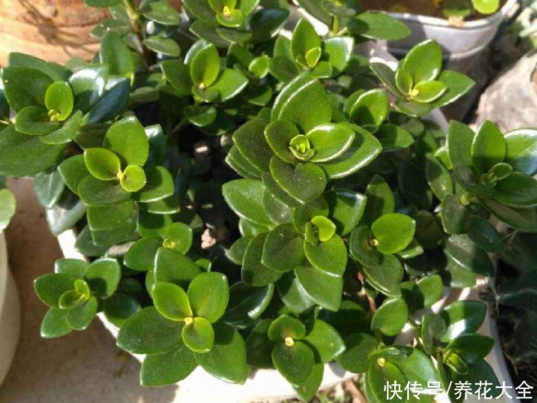 天竺葵|7种花养老桩不好，多扦插、养嫩苗，才能年年开花