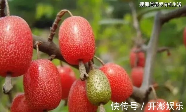 秋天|农村这野果子,深秋季节吃起来酸甜可口,用来泡酒味道极佳!