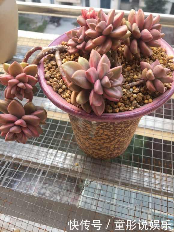 盆里加把灰,多肉一个月胖一圈,答案在这,其实很简单