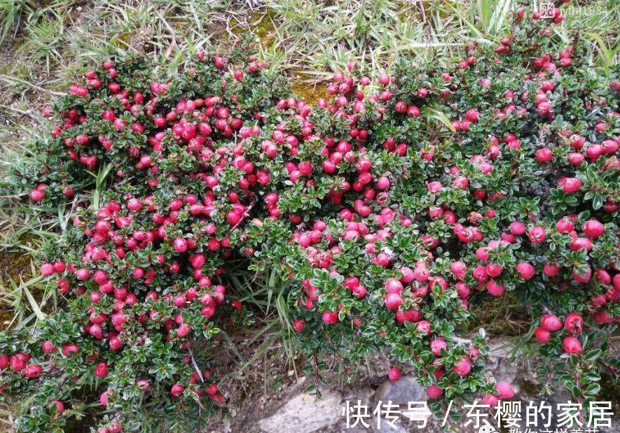 邻居捡到野货树桩,种盆里价值不菲,羡慕啊!
