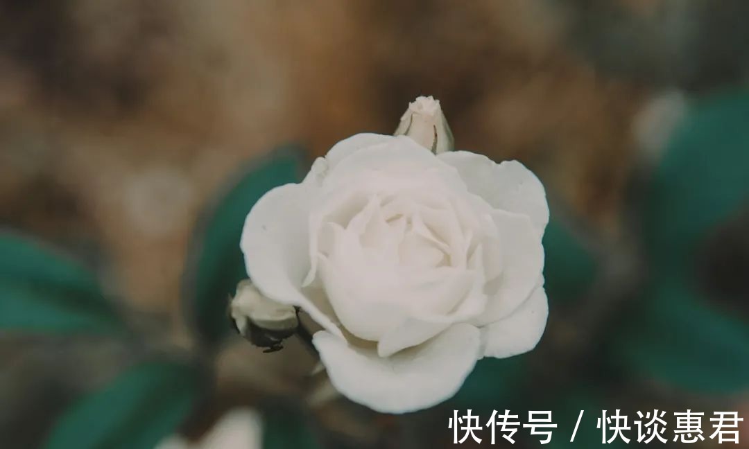 绿博园|月季花谷丨每个人都有自己的秘密花园 来这留下你的故事吧