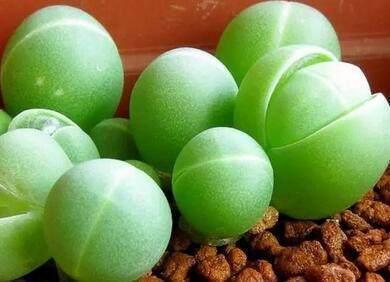 花友养了一大盆这种多肉,像一个个萌兔子,好想用手捏一捏!