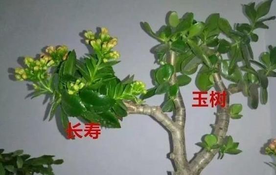 长寿花老桩怎么养狠下心，撸光“叶子”晒一晒，轻松就能完成