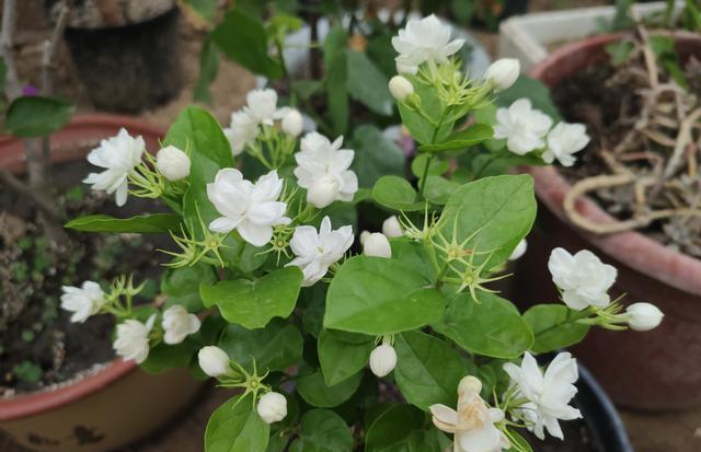 茉莉花换盆“小技巧”，7天缓苗成功，快速冒新根，四季开满花