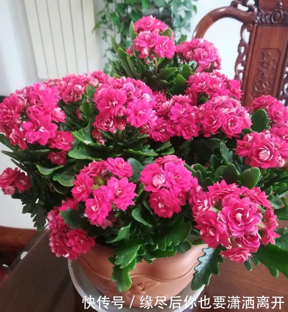 长寿花九月给它“贴秋膘”,十月就能开满花,持续开花200天