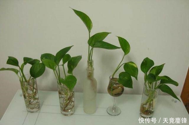 根系|花盆里埋点这东西,绿萝叶子绿的出油,跟手掌一般大!