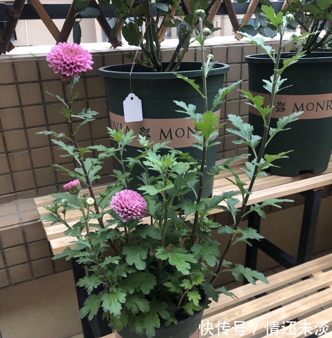 菊花上千种,石头最喜欢1种,花苞像“乒乓球”,1年开两次