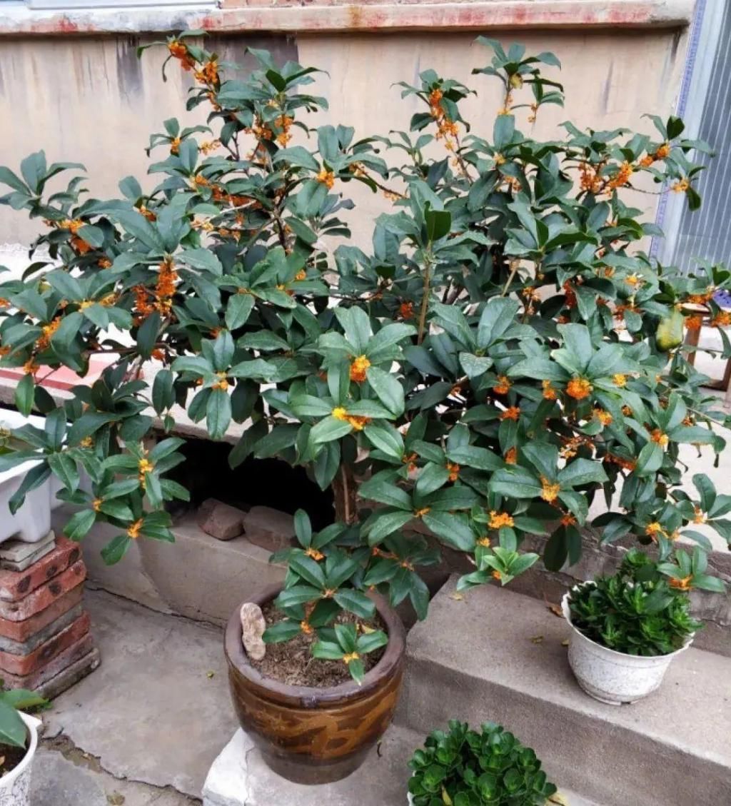 大门口种的花，开花好看，回忆满满