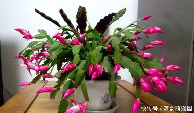 疯了|养蟹爪兰，掌握一个小技巧，花儿疯了似的开，叶片都能繁殖一大盆