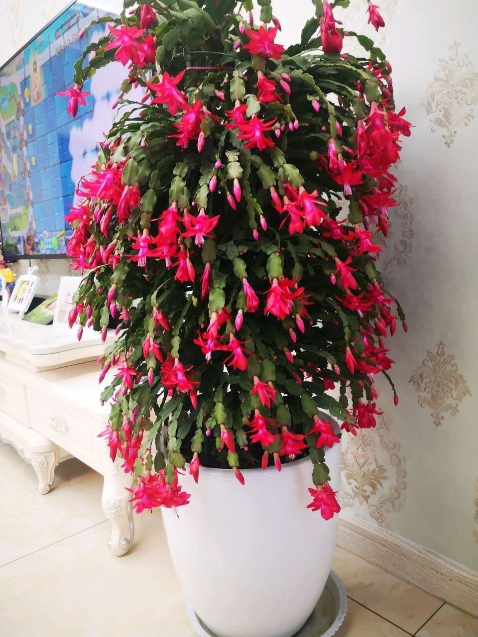李姐|她的蟹爪兰“养成”大花球,一盆开花上百朵,秘诀有3个