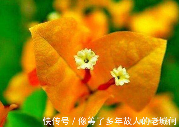 喜欢三角梅,不如养盆“精品”柠檬黄三角梅,金光灿灿,开花爆盆