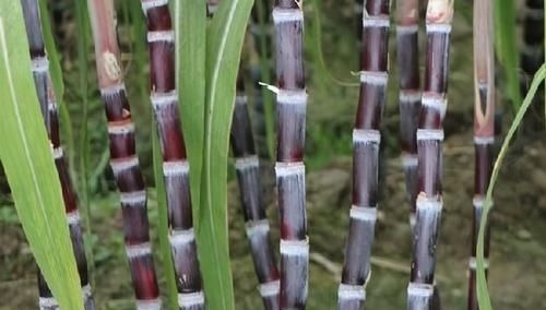 美容养颜|女性不想老,不妨多吃三种食物,延缓衰老,美容养颜,早吃早受益