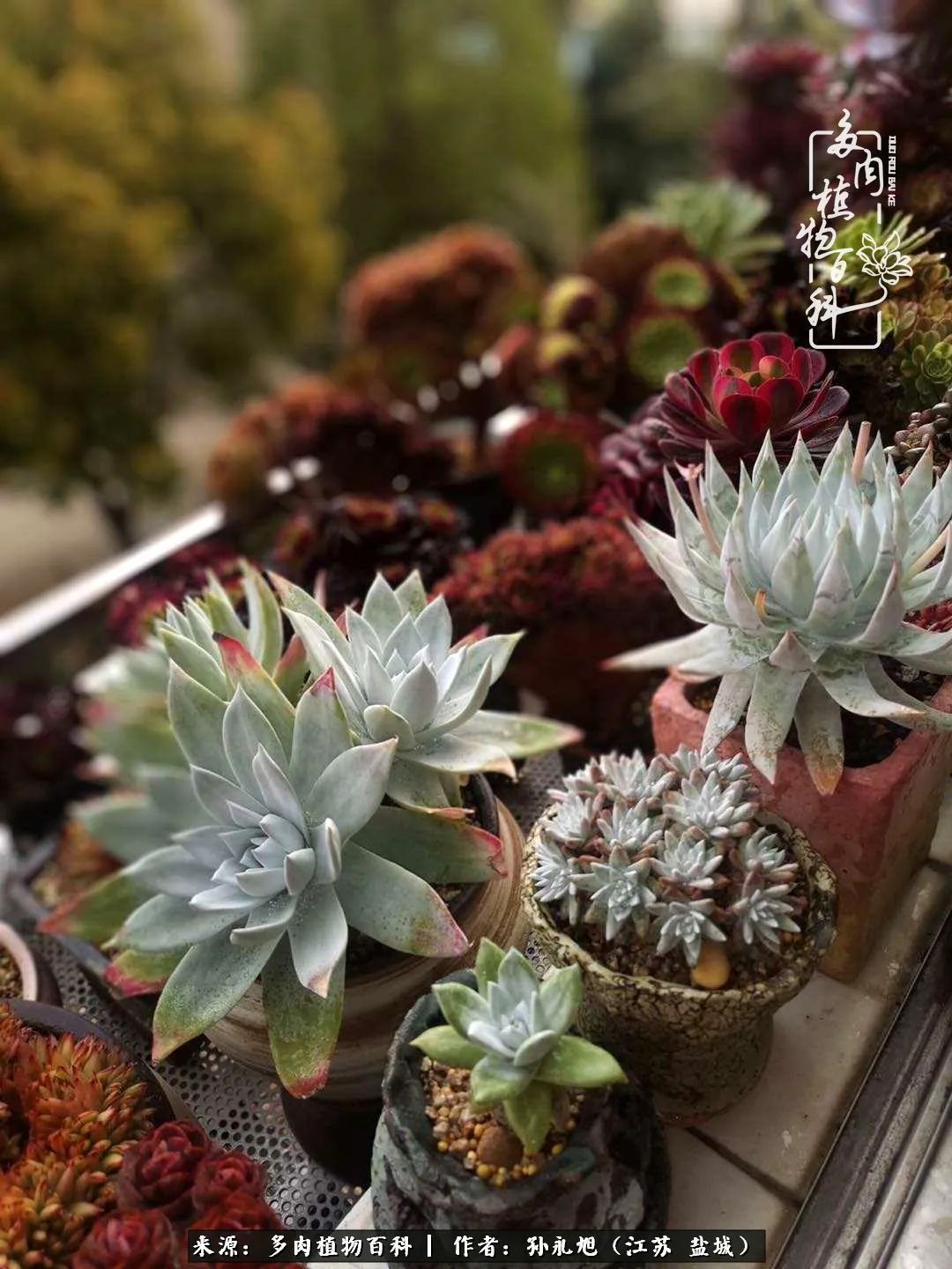 养多肉三年多九万里悟道，终归诗酒田园！