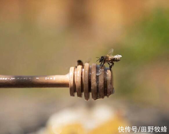 被蜜蜂蛰了怎么处理疼没看到蜂针