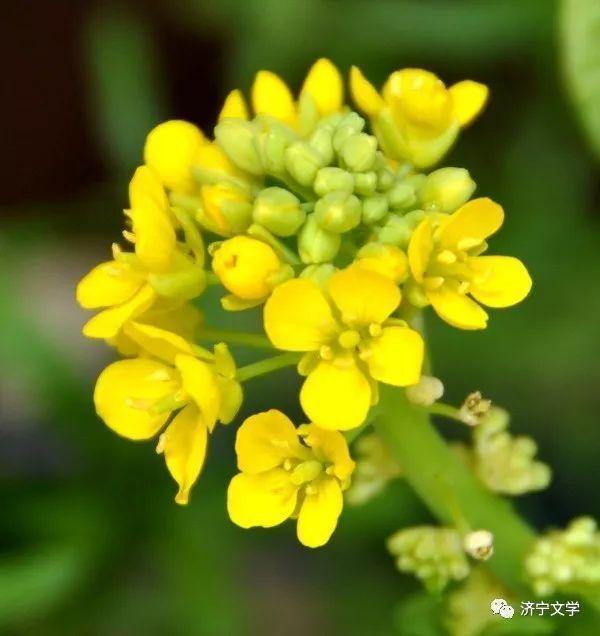 花儿|白菜花儿(散文)