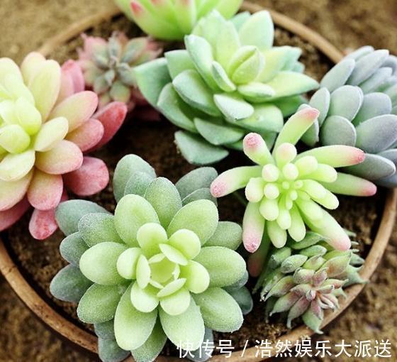 亮亮|室内3种花最怕“湿”，一沾水就死，放阳台不管，365天油亮亮