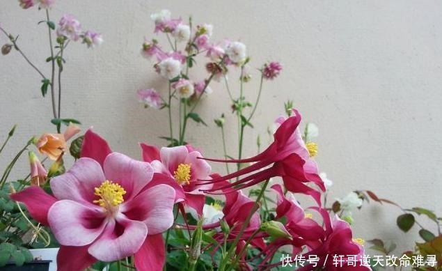 天冷不知养啥花那就养盆它,冬天不用管,春天也能开出一片花海!