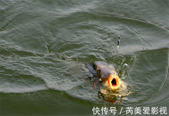 调钓到底准不准,不用看调几钓几,用这两招就能精准判断