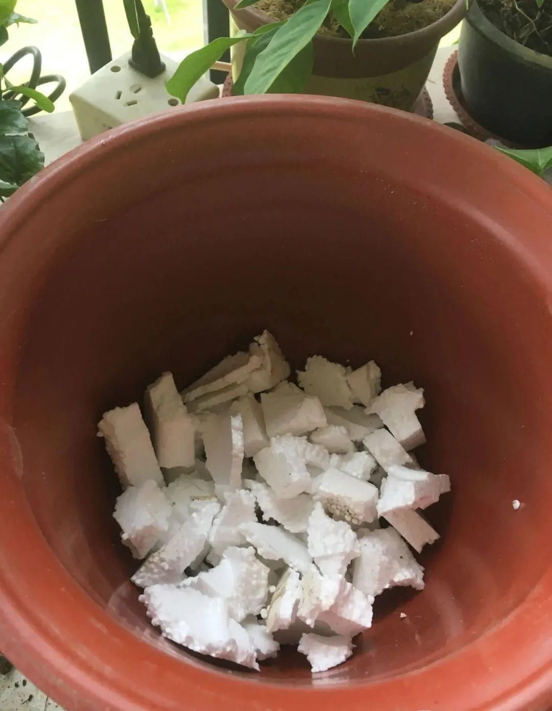 买的花总不活,秘密全在花盆里,搬起来看看才知道