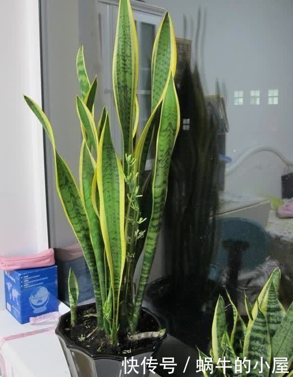 4年,把“虎皮兰”养成1棵小树,长到2米高,还不舍得剪