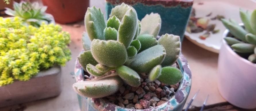 新入手多肉,上盆做好这4点,植株茎叶养得胖嘟嘟