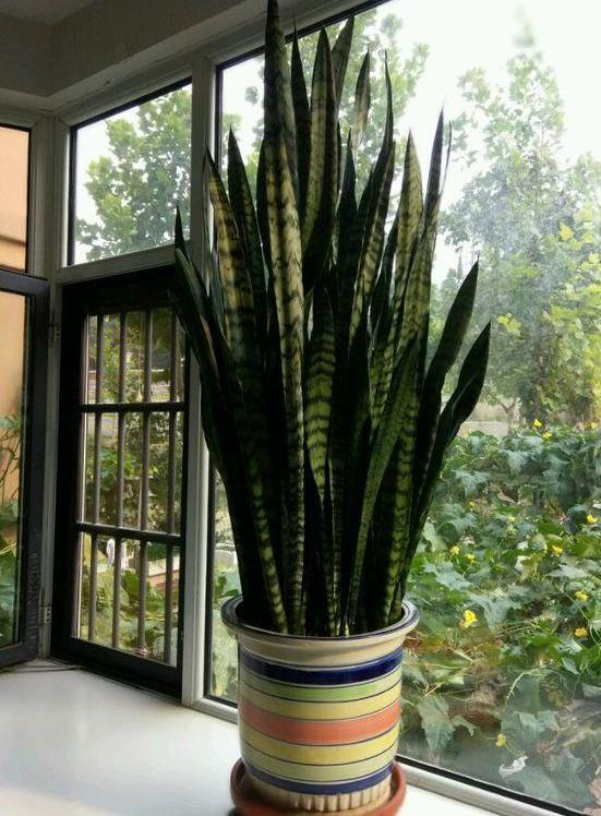 7月室内盆栽虎皮兰，不想它茎叶枯萎，养护就得注重这3细节