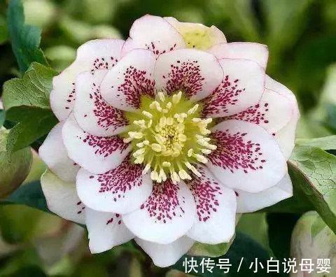 肛门|怎么让痔疮肉球缩回去?试试这三步,帮你缓解痔疮肉球!