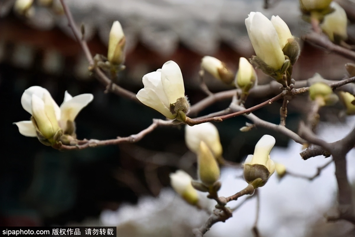 细“鼠”点滴：极不平凡的2020年，看完竟然默默流泪了！