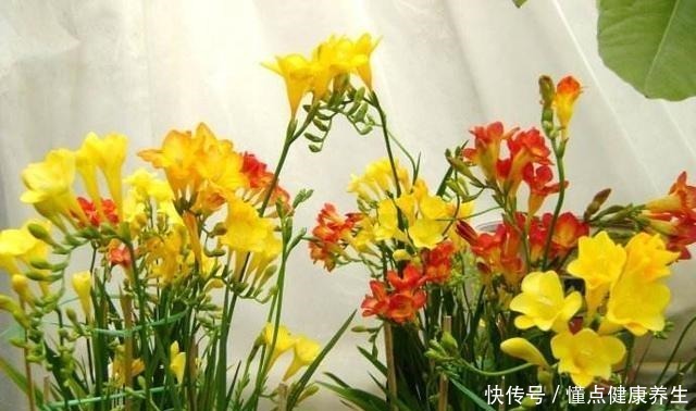 这花一开,“七彩仙女”下凡间,还能治蛇毒!绿萝吊兰“土掉渣”!