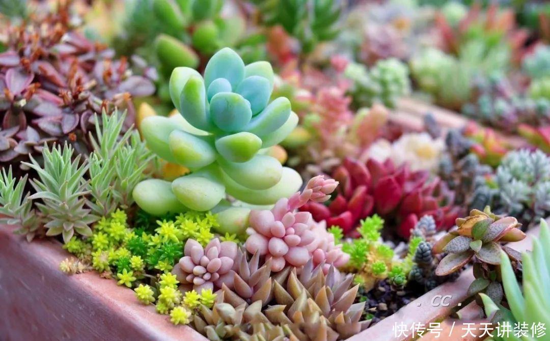 一个盆种了9种花,老妈非说养不好,差点被拔光