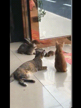 |搞笑GIF:让你们见识见识什么才叫真正的速度