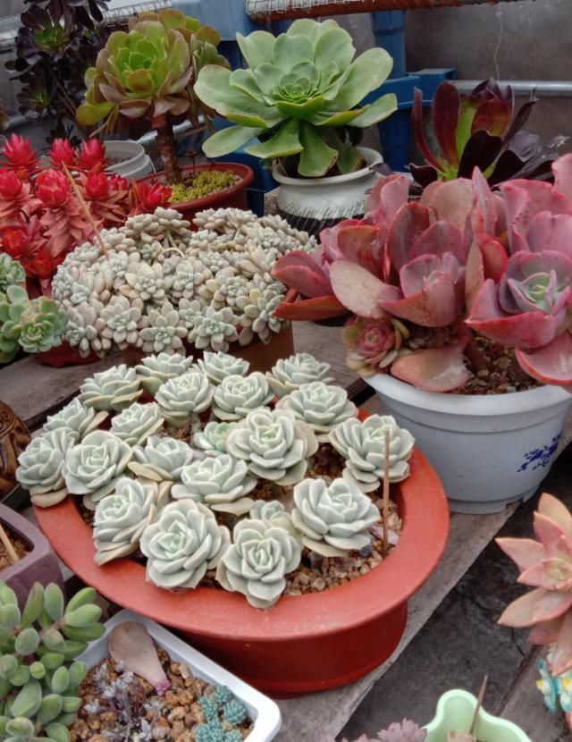 养了5年多肉,从小白变成大神,这些经验送你了