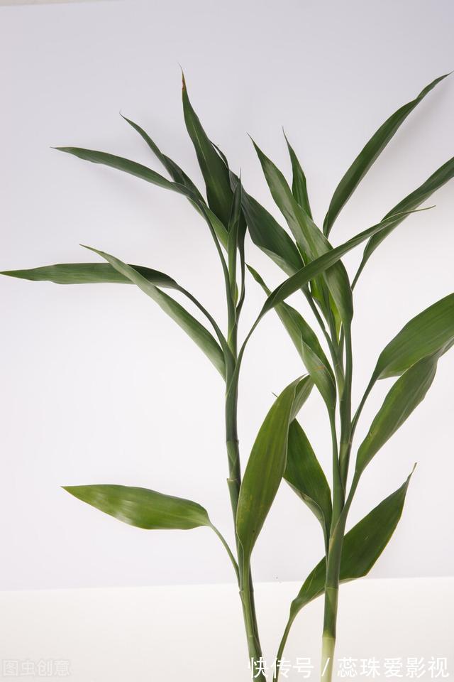 为什么富贵竹“养单不养双”?老阿姨一句话,庆幸自己养对了