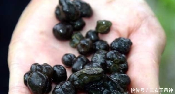 南方稻田里的“土燕窝”,老外也把它当高端菜,现在是土豪专属