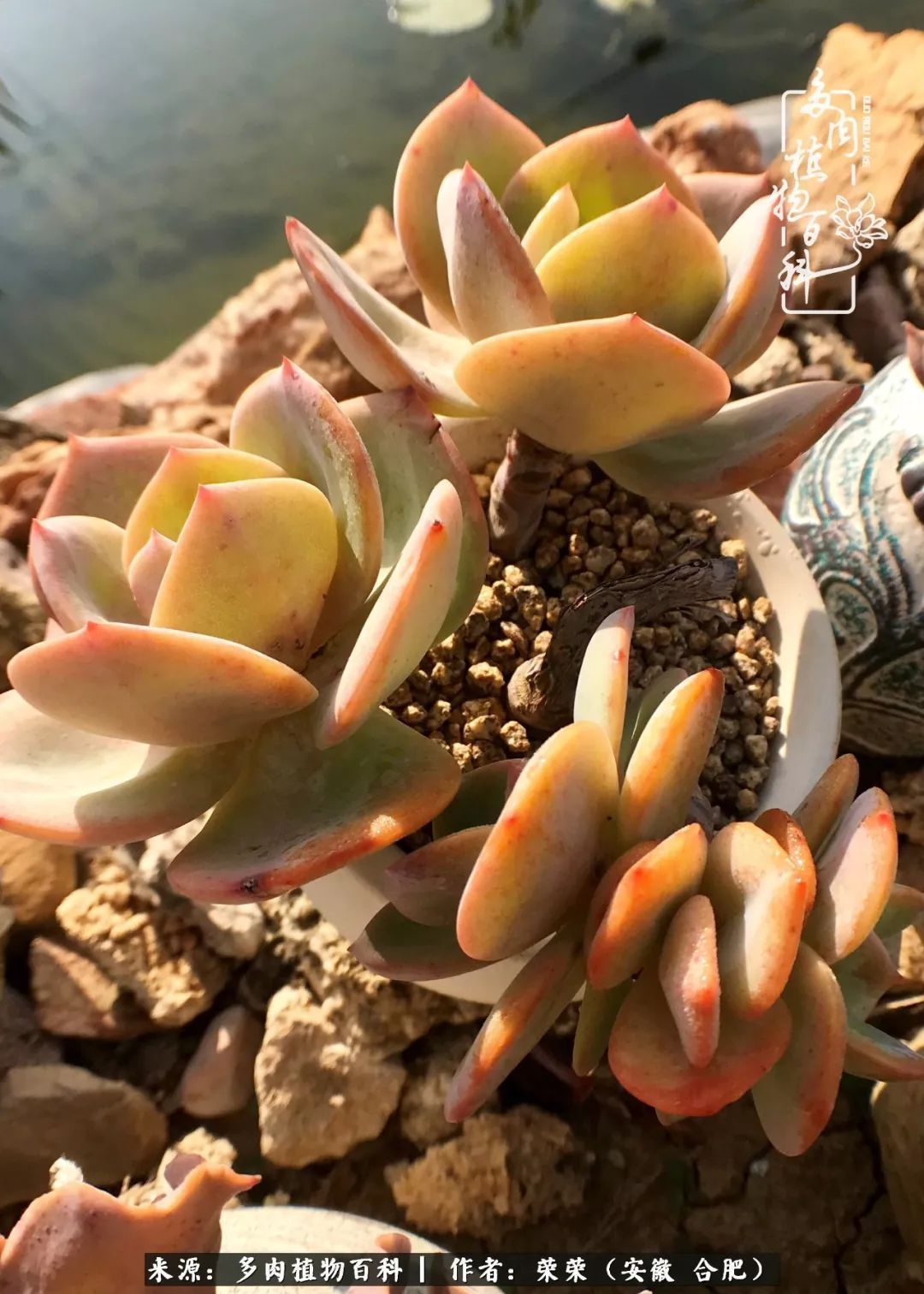 金秋时节,变化带来的惊喜不正是养肉的乐趣所在么!