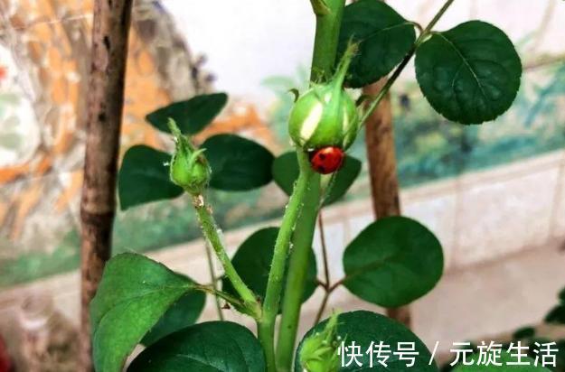 教你1分钟自制“杀虫水”,浇水加1勺,根壮不生虫!