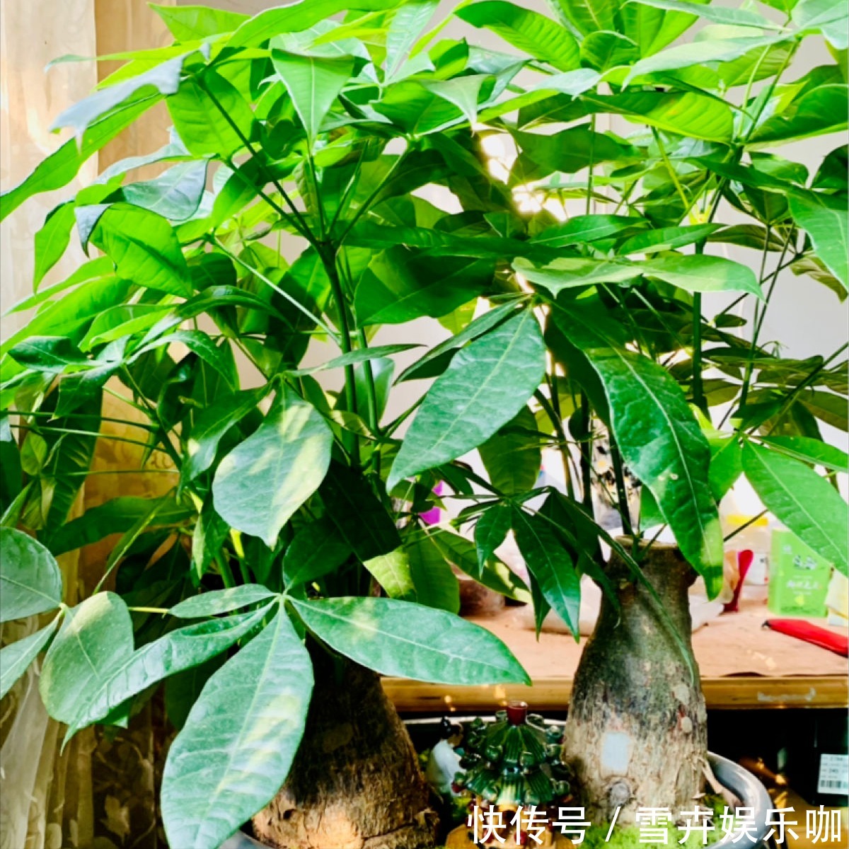 叶片|8种“漂亮花”,个个都是“招财树”,家里养一棵,不愁没钱花