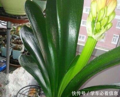 “1种常见的小东西”砸一砸,养君子兰,花苞呼呼冒,花大色艳!